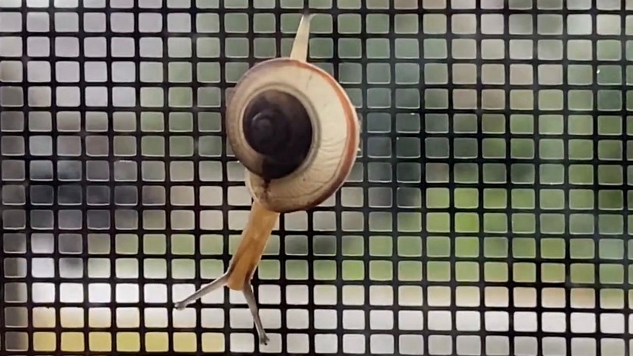 Why Do Snails Come Out After it Rains?