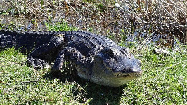 FWC: Gator Hunters Wanted in Pinellas County