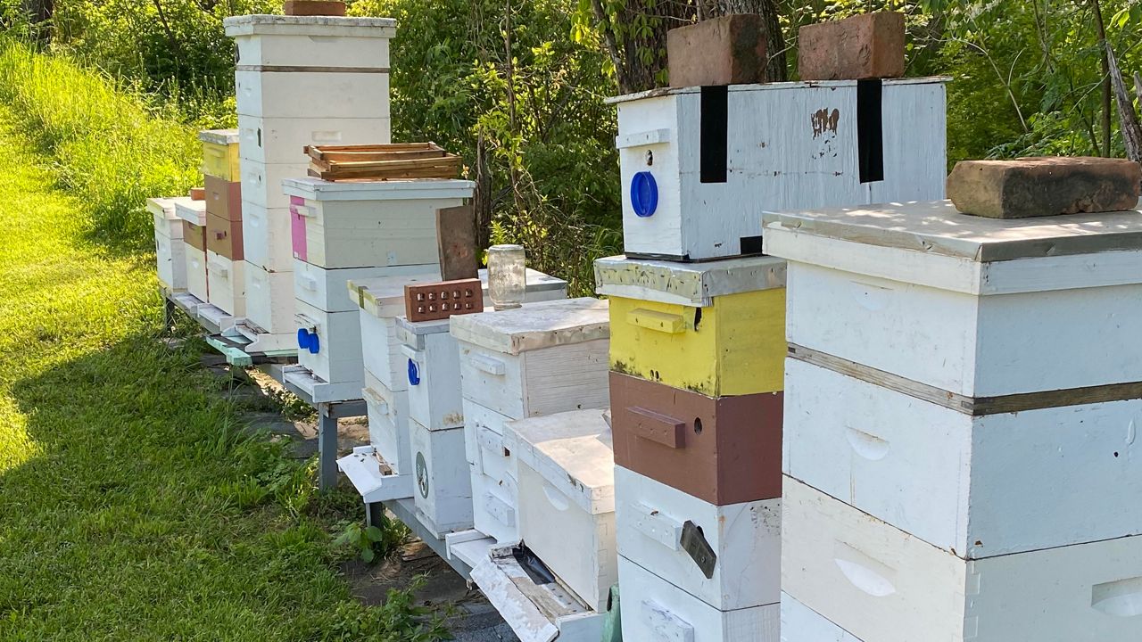 Beekeepers trying to spread word on important role of bees