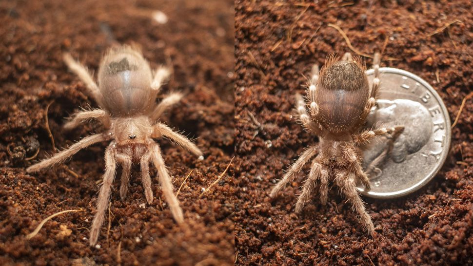 The Brevard Zoo welcomed eight baby tarantulas earlier this month. The spiders arrived at the zoo earlier this month after being confiscated by the U.S. Fish and Wildlife Service. (Courtesy of Brevard Zoo)