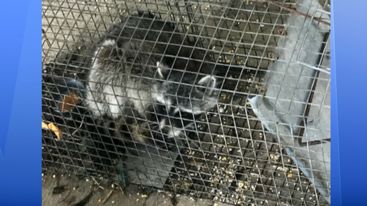 Ocala teacher Dewie Brewton drowned 2 raccoons (including this one raccoon) and a possum found attacking chickens in his agriscience class earlier this month. (File)
