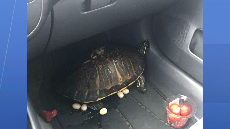 A pregnant turtle that was rescued by a woman traveling from Tampa to Melbourne has died, wildlife hospital workers said Friday. (Greg Pallone, staff)