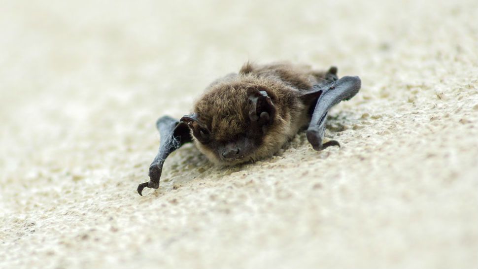 Never touch a dead or living bat, it could have rabies. 