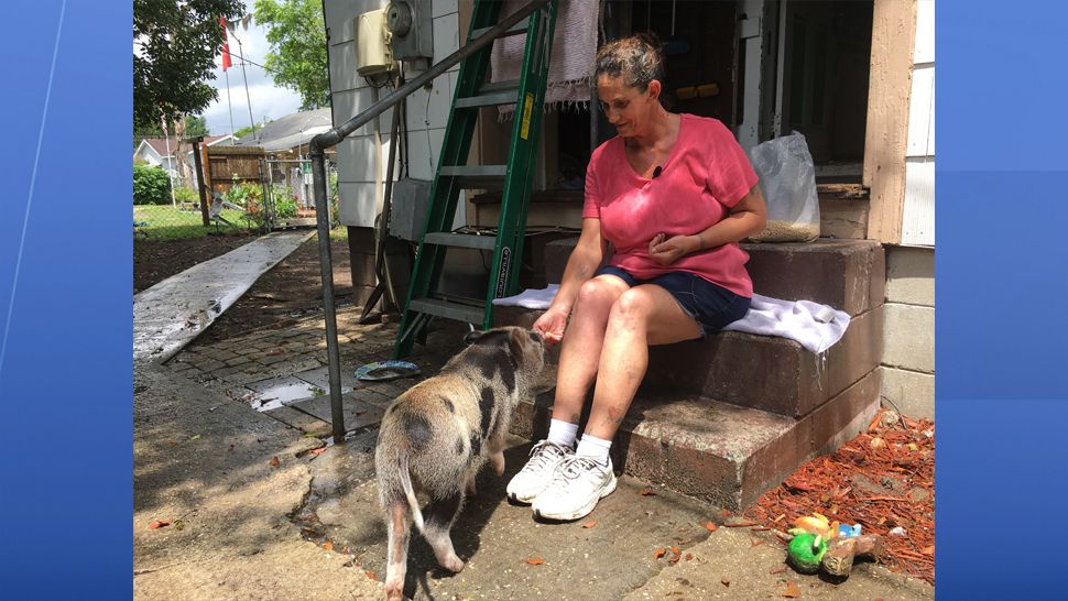 Mini pig owners in Zephyrhills are hoping the city council redefines the ordinance on domestic pets to allow pigs. (Sarah Blazonis, staff)