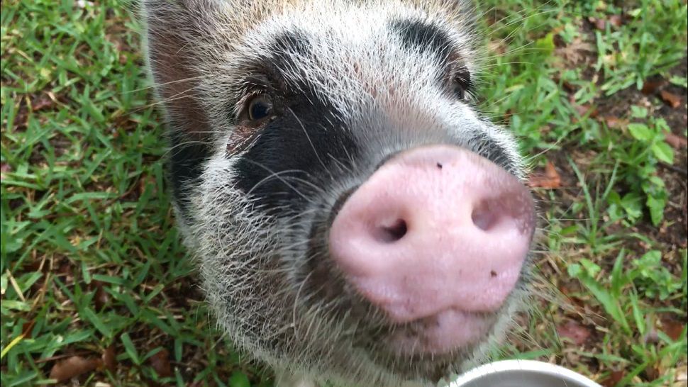 Mini pig owners in Zephyrhills are hoping the city council redefines the ordinance on domestic pets to allow pigs. (Sarah Blazonis, staff)