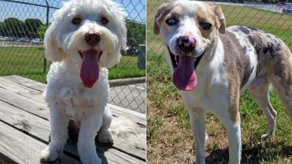 Pictured, from left: Yanny, Laurel — two very good boys who need homes. Courtesy/San Antonio Humane Society website