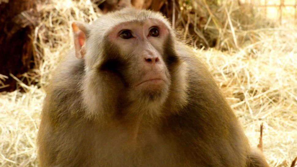 Monkey that escaped at SA airport needs a new home