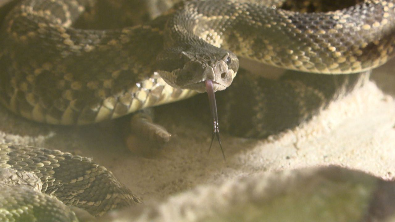 Rattlesnake Season Begins in Apple Valley
