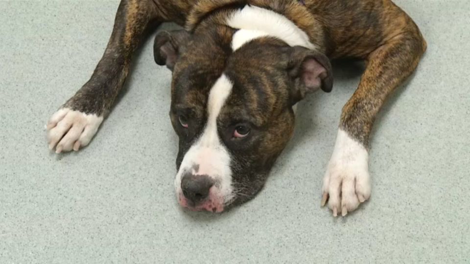 SPCA Offering Free Pet Adoptions for Veterans