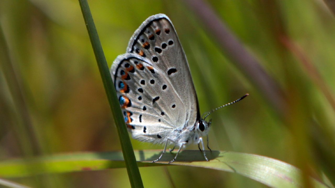 A Karner blue butterfly perched on a blade of grass