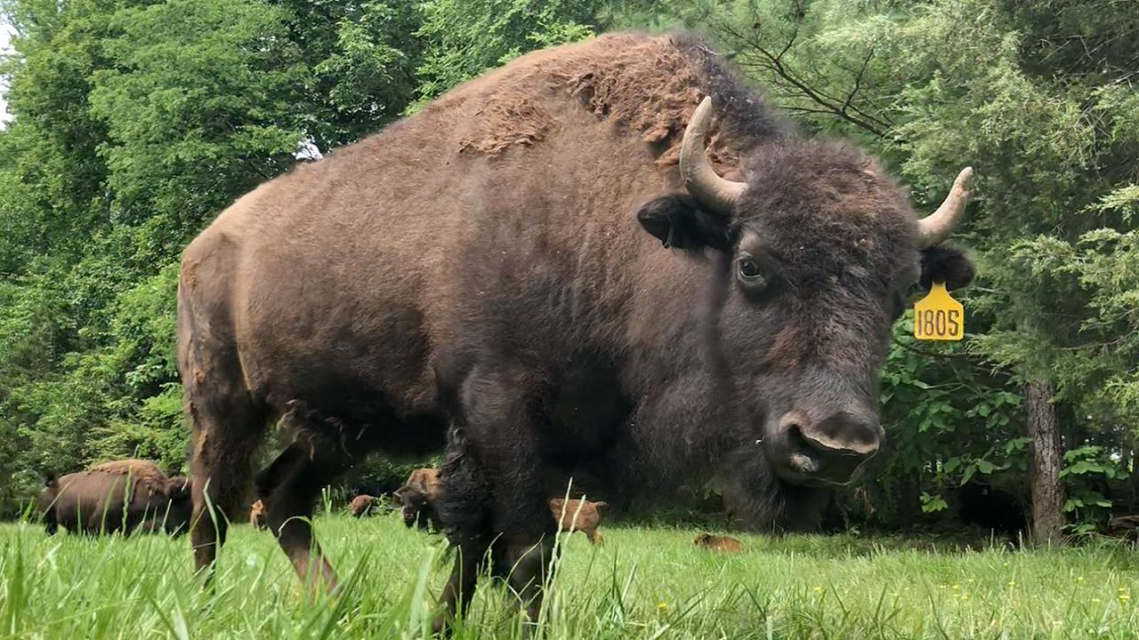 With No Visitors, Bison Ranch Focuses on Meat Sales