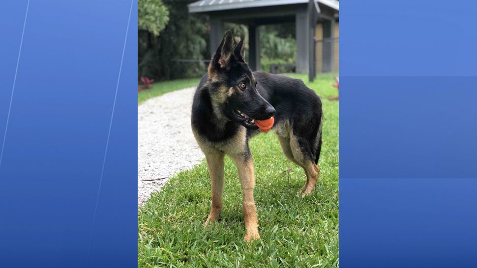 A German Shepherd puppy in training to become a Police K-9 has hit a major setback, but his new owners are hoping that he'll soon be healthy enough to serve the community in a different way. (GoFundMe page)