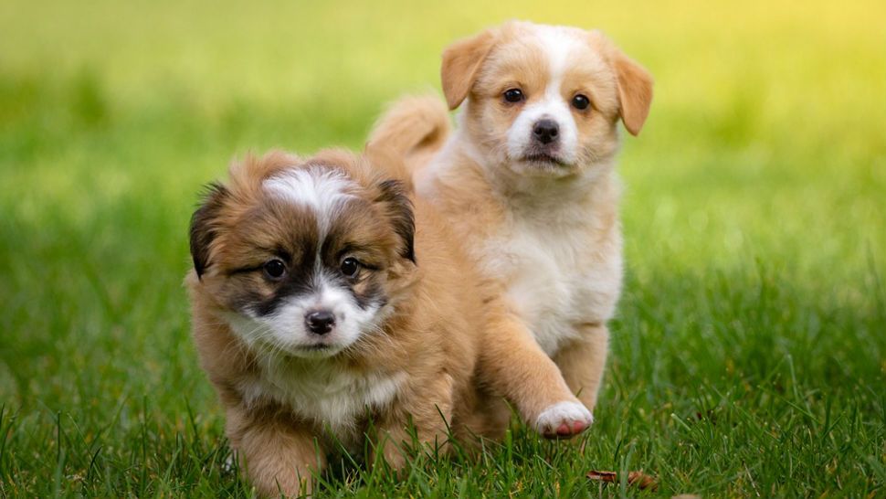 Two puppies playing in need of a furrever home. (Pixabay)
