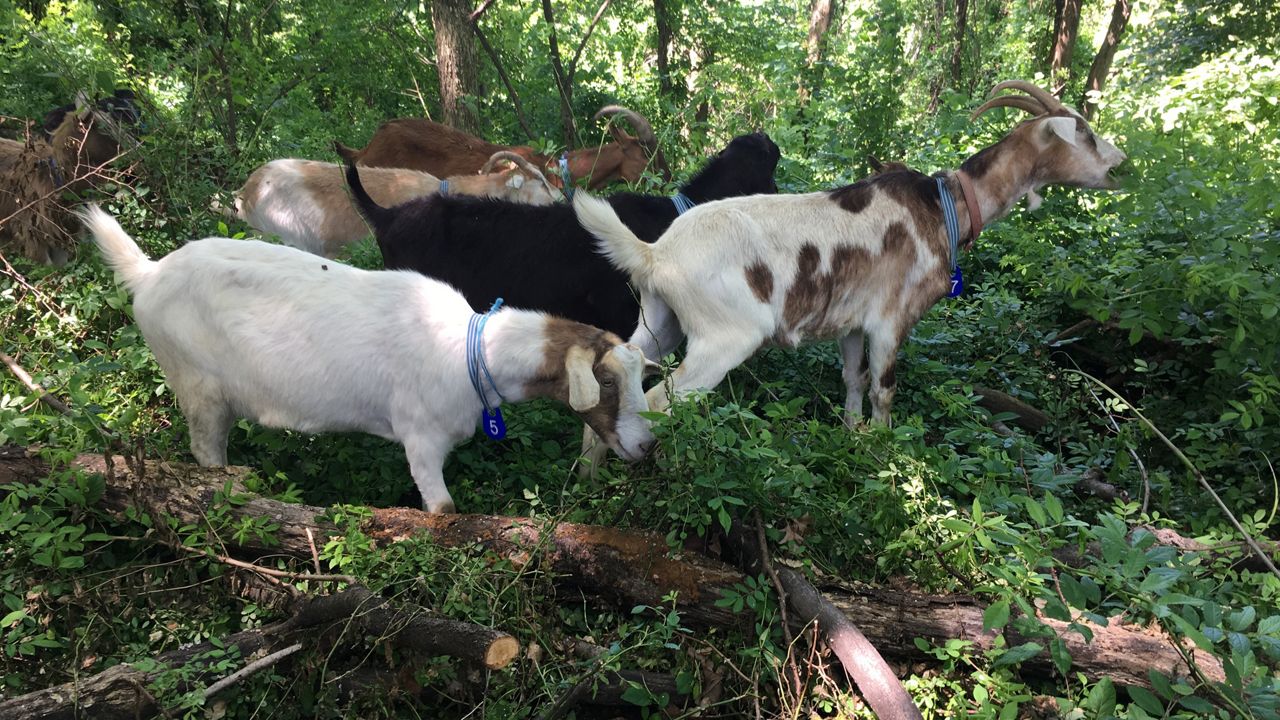 Why 24 Goats are Now Roaming Riverside Park