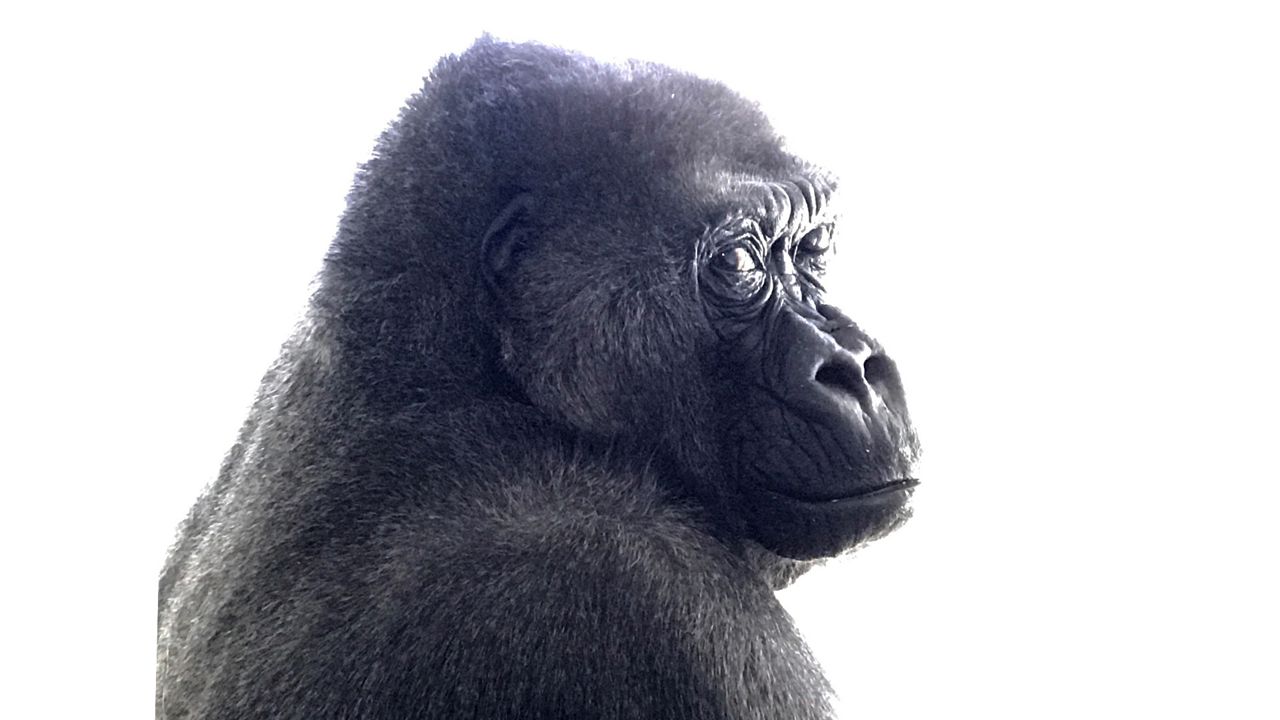 Demba lost her battle with heart disease. She was 50 years old. (Louisville Zoo)