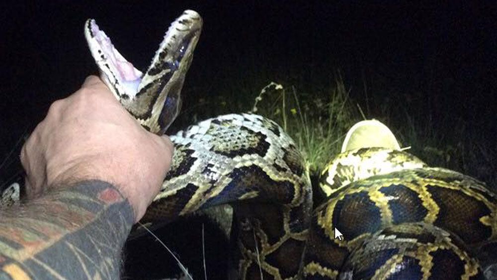 The 1000th Burmese python caught under the Python Elimination Program in the Florida Everglades was caught over the weekend. (South Florida Water Management District)