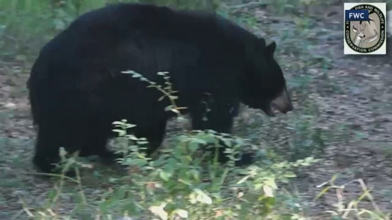 FWC commissioners voted 4-1 to make changes to bear hunting rules that, if finalized at the board's August meeting, would pave the way for the state's first bear hunting season since 2015.
