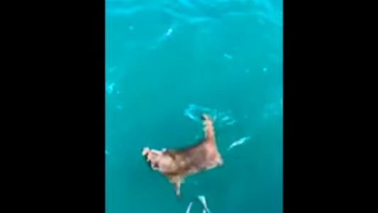 Over 73,000 people have signed a Care2 petition calling on the Florida State Bar Association to disbar Thomas Cope, a lawyer from Clearwater, after he filmed himself forcing a raccoon off his boat, and presumably leaving it to drown at sea. (Courtesy of the Care2 petition)