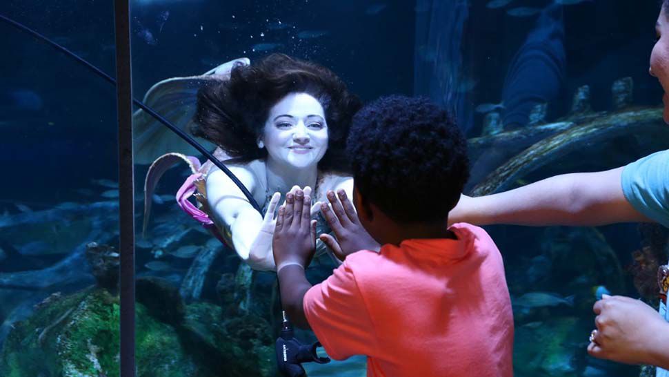 Mermaids are returning to Sea Life Orlando Aquarium later this month. (Courtesy of Sea Life Orlando Aquarium)