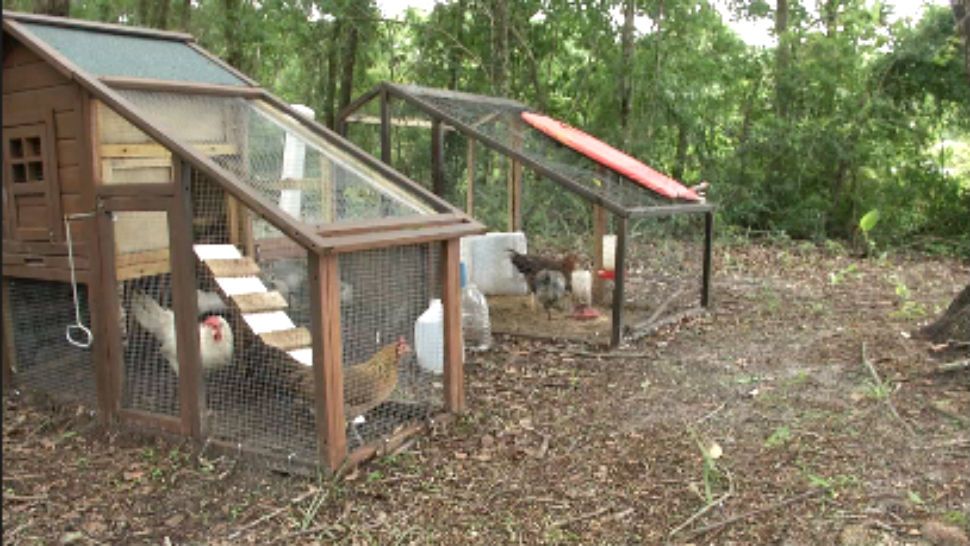 Chicken coups in a Seminole County backyard. (Jeff Allen, staff)