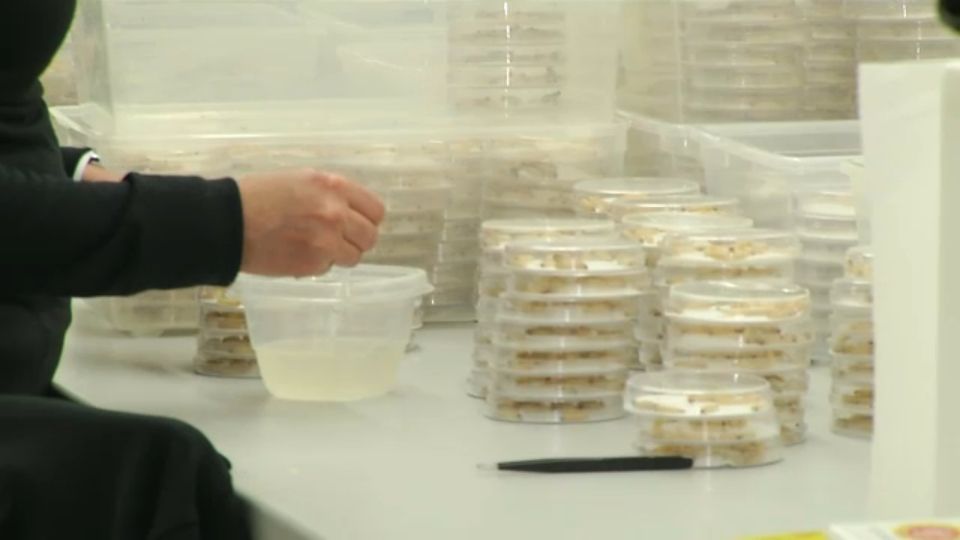 Sierra Biological Helping Greenhouses Grow Without Pesticides