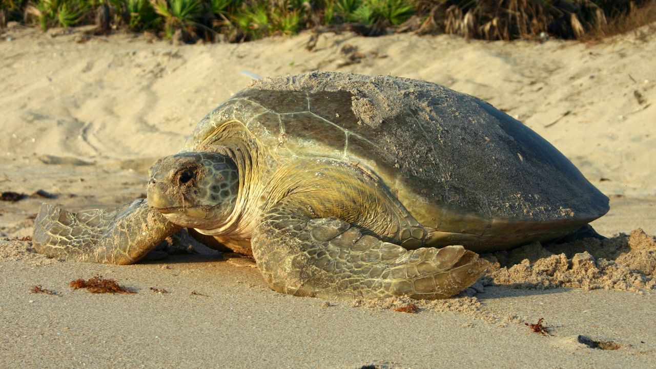 May 23 is World Turtle Day; it's purpose is to raise awareness of protecting turtles and tortoises. (PHOTO: Florida Fish and Wildlife)