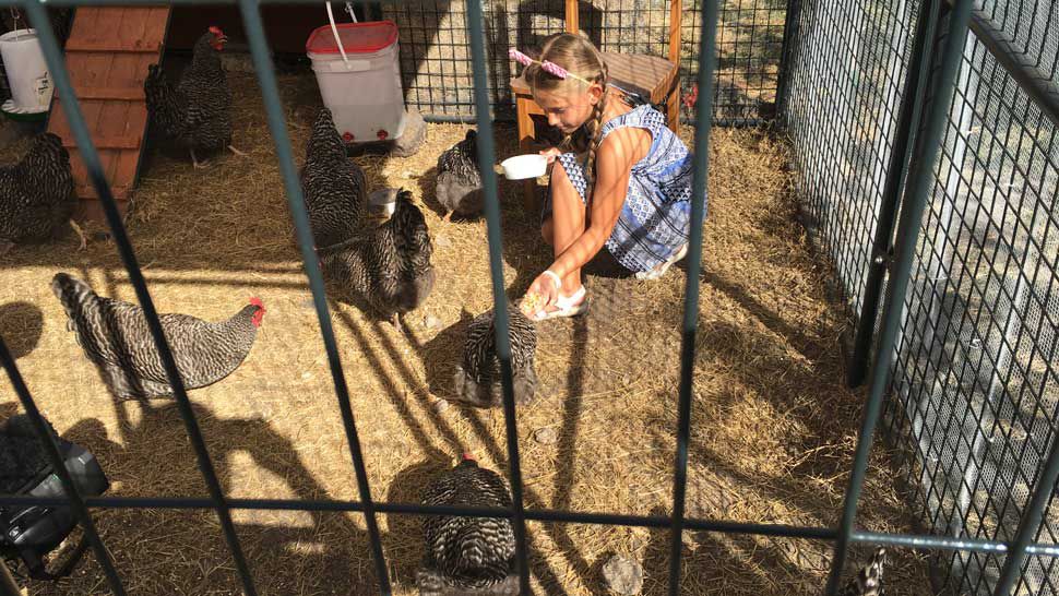 Clearwater Students' Secret to Future Nest Eggs? Chickens.