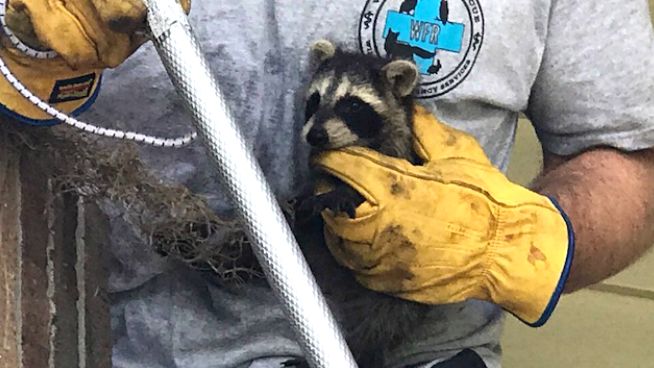 Wild Florida Rescue official rescues a baby raccoon from a pillar.