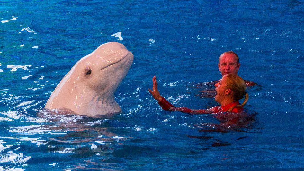 FILE- Trainers work with Beluga whale at SeaWorld San Antonio. Image/Josh Grenier, Flickr