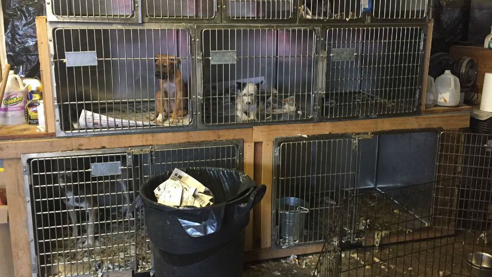 Photo of pets in cages from the shelter they were taken from. Courtesy/Austin Humane Society