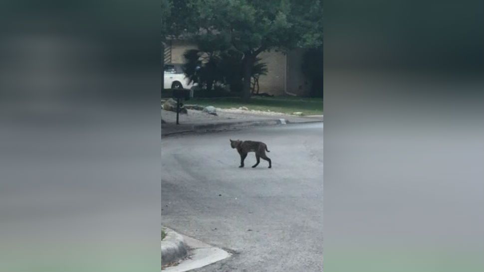 Bobcat spotted in North Side San Antonio