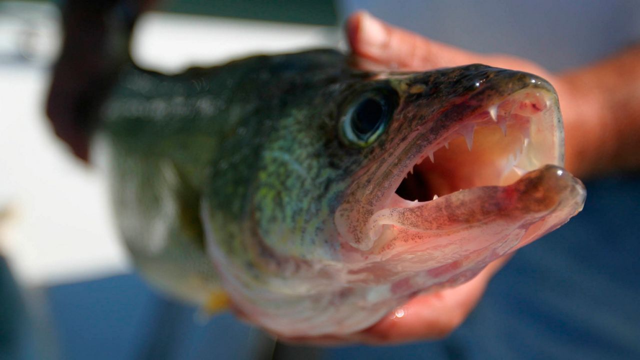 Walleye. (File photo)