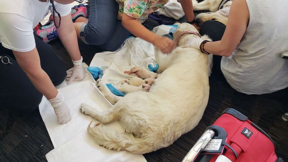 A 2-year-old service dog gave birth to eight puppies at Tampa International Airport. (Tampa Fire Rescue/Twitter)