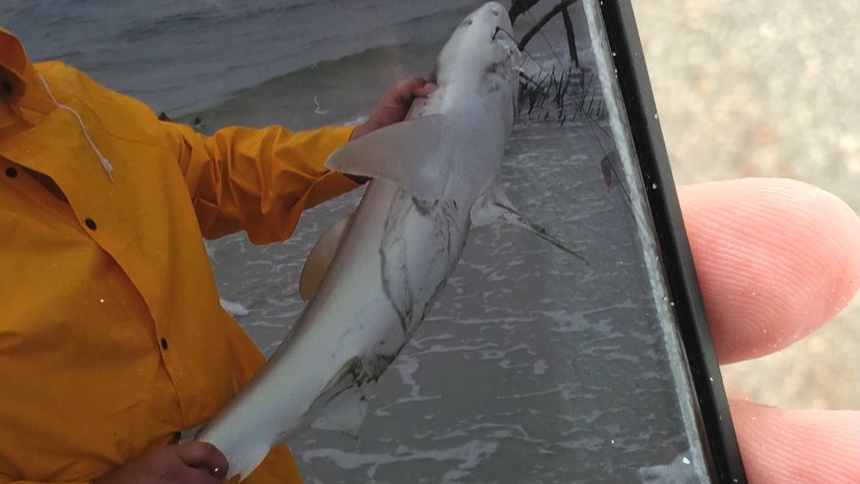 A Florida fisherman was bitten by a 3-foot lemon shark he released. (Volusia County Beach Safety Ocean Rescue)