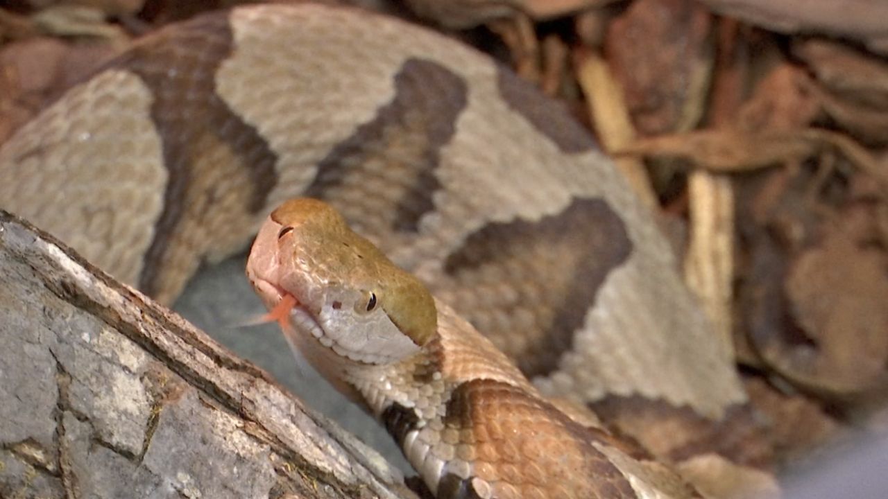 Snake Bites on the Rise in NC