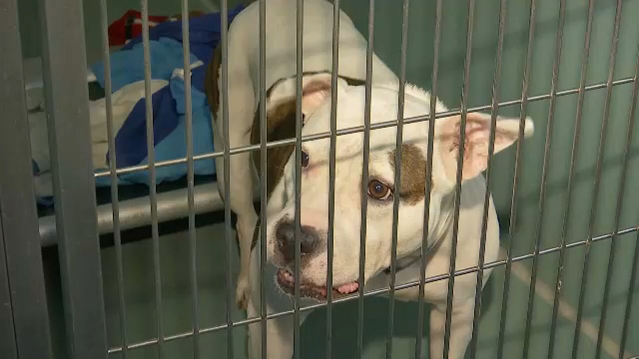 acc shelter in manhattan