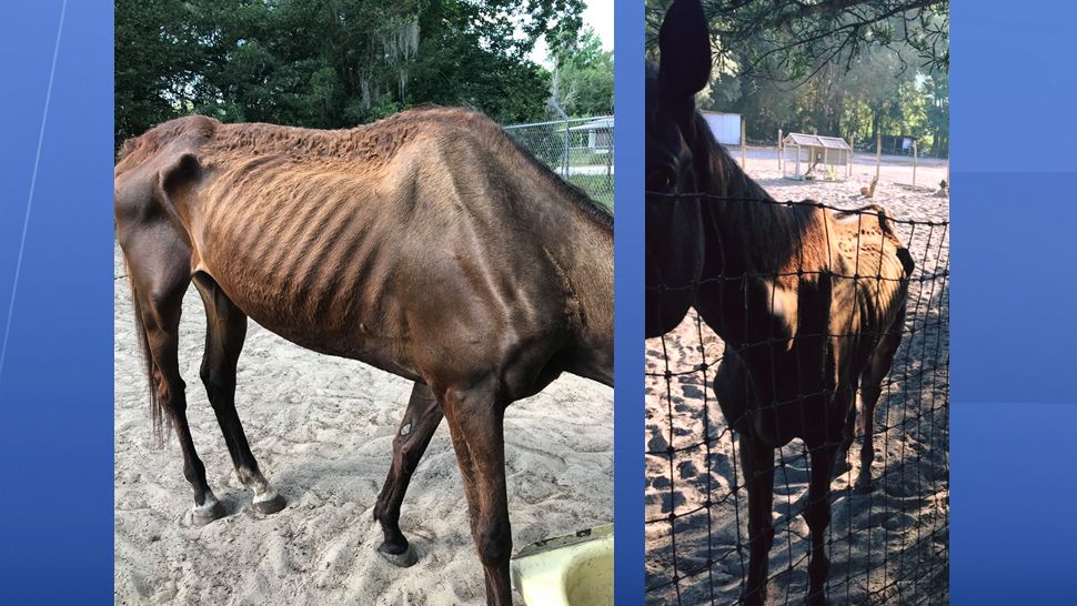 Images of the horse seized by Hernando County Animal Enforcement Unit officers from a Ridge Manor property on Friday, May 31, 2019. Officers also seized a pot belly pig, three goats, and five dogs from the property and cited the owner for misdemeanor animal cruelty. (Courtesy of Hernando County Sheriff's Office)