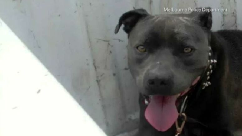 Man accused of dragging leashed dog behind truck