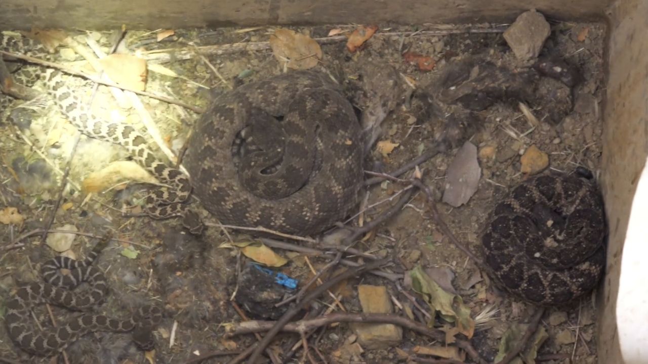 Rattlesnakes on the rise in Southern California