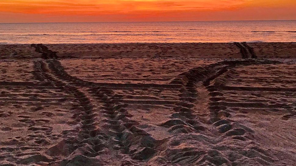 Sent via Spectrum News 13 app: Turtle tracks and a nest were discovered near Neptune Beach on Wednesday, June 20, 2018. It looks like turtle-nesting season is in high gear. (Greg Snell, viewer)