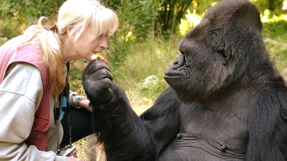 Koko and her lifelong teacher and friend Dr. Penny Patterson. Koko died at 46 years old. (Gorilla Foundation)