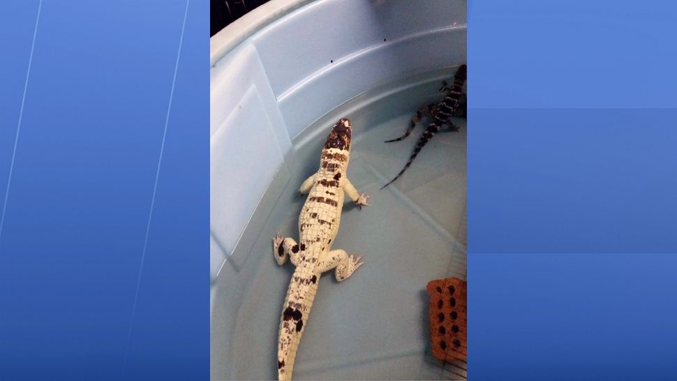 Deputies think this leucistic alligator (also called a "snowball" alligator) may have been stolen amid a fire that killed more than 40 other reptiles.