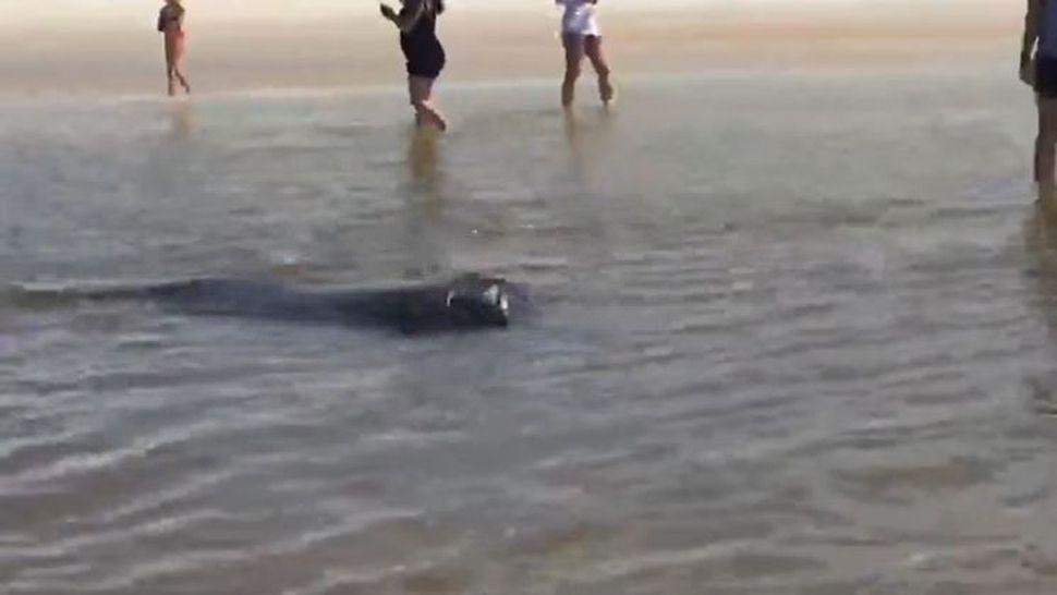 Three manatees beached themselves at New Smyrna Beach on Monday. The trio were moved to deeper waters. (Diane Hughes, viewer)