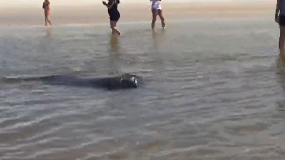 Romp On The Sand 3 Mating Herd Manatees End Up On Beach