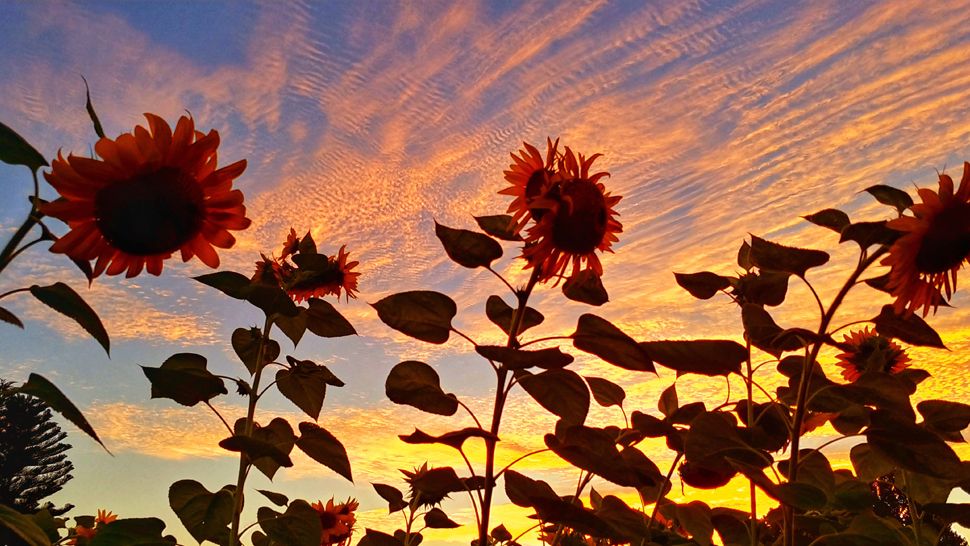Submitted via our Spectrum Bay News 9 app: Wow! We could stare at these sunflowers all day! Bill Old sent us this picture of his sunflower patch Saturday morning in Davenport, Fl.  Thanks, Bill! 