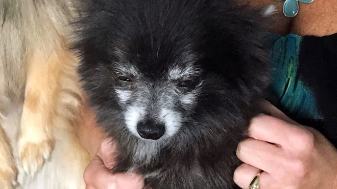 Roxy, a 6-year-old Pomeranian, has been returned home after an apparent dog-napping May 12. (Greg Pallone, staff)