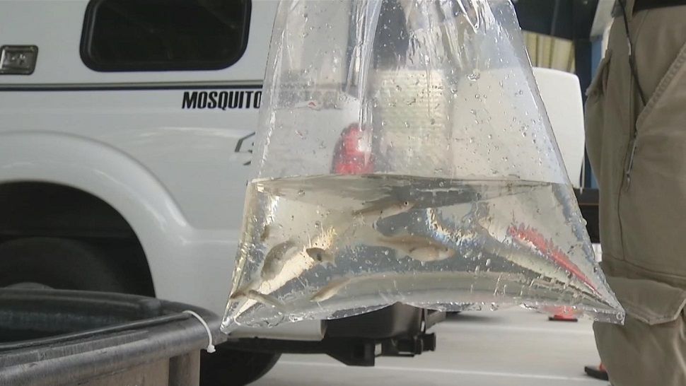 Hillsborough County is now using fish to get rid of those pesky mosquitoes--and they're giving them away for free on Saturday. (Spectrum Bay News 9 image)