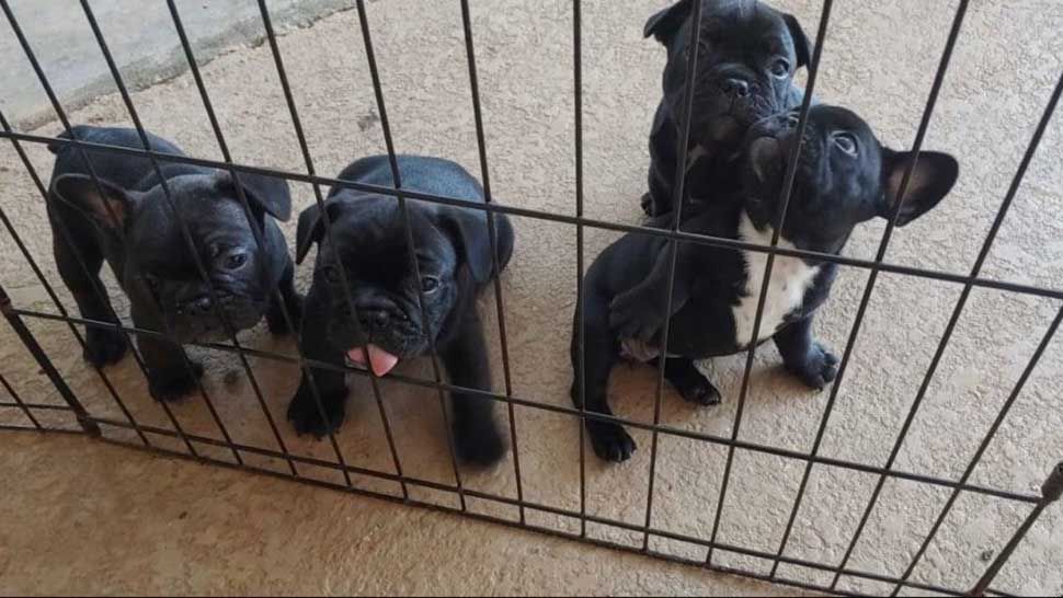Momma french bulldog Fig (not pictured) delivered this litter of four puppies in March, according to owner Teddy Frank. While Frank gave one of the puppies to his sister, the other three were stolen from his home on June 1. (Courtesy of Sarah Aguilar)