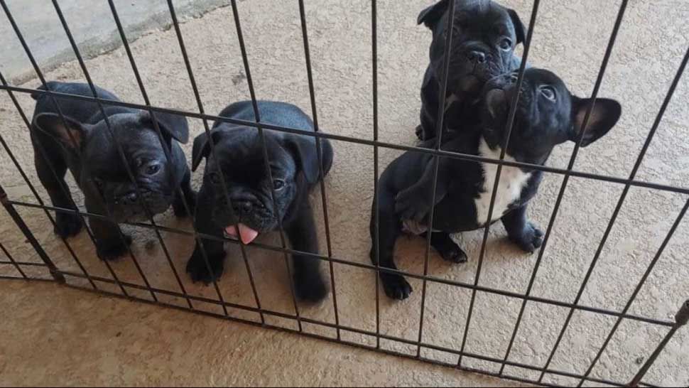 Search Continues For Puppies Stolen From Polk Co Home