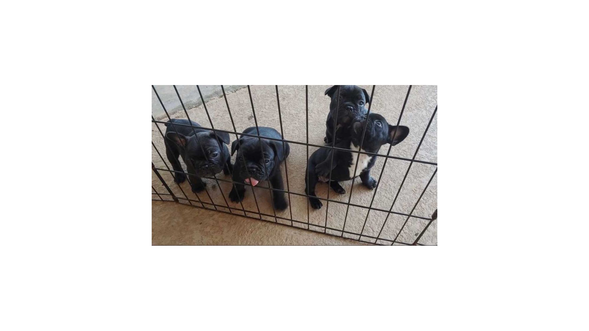 Search Continues For Puppies Stolen From Polk Co Home